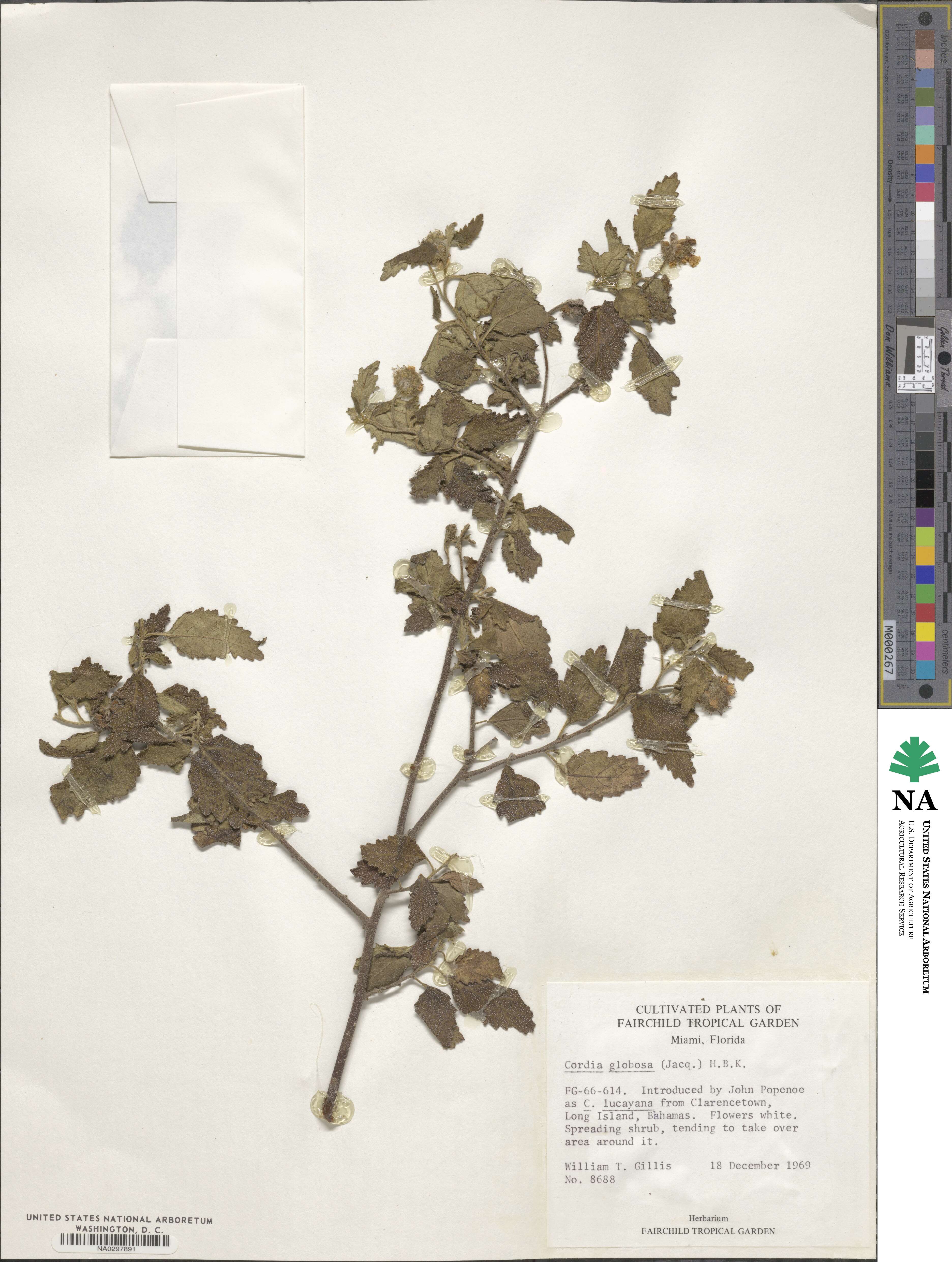 Cordia globosa image