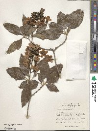 Cordia gerascanthus image