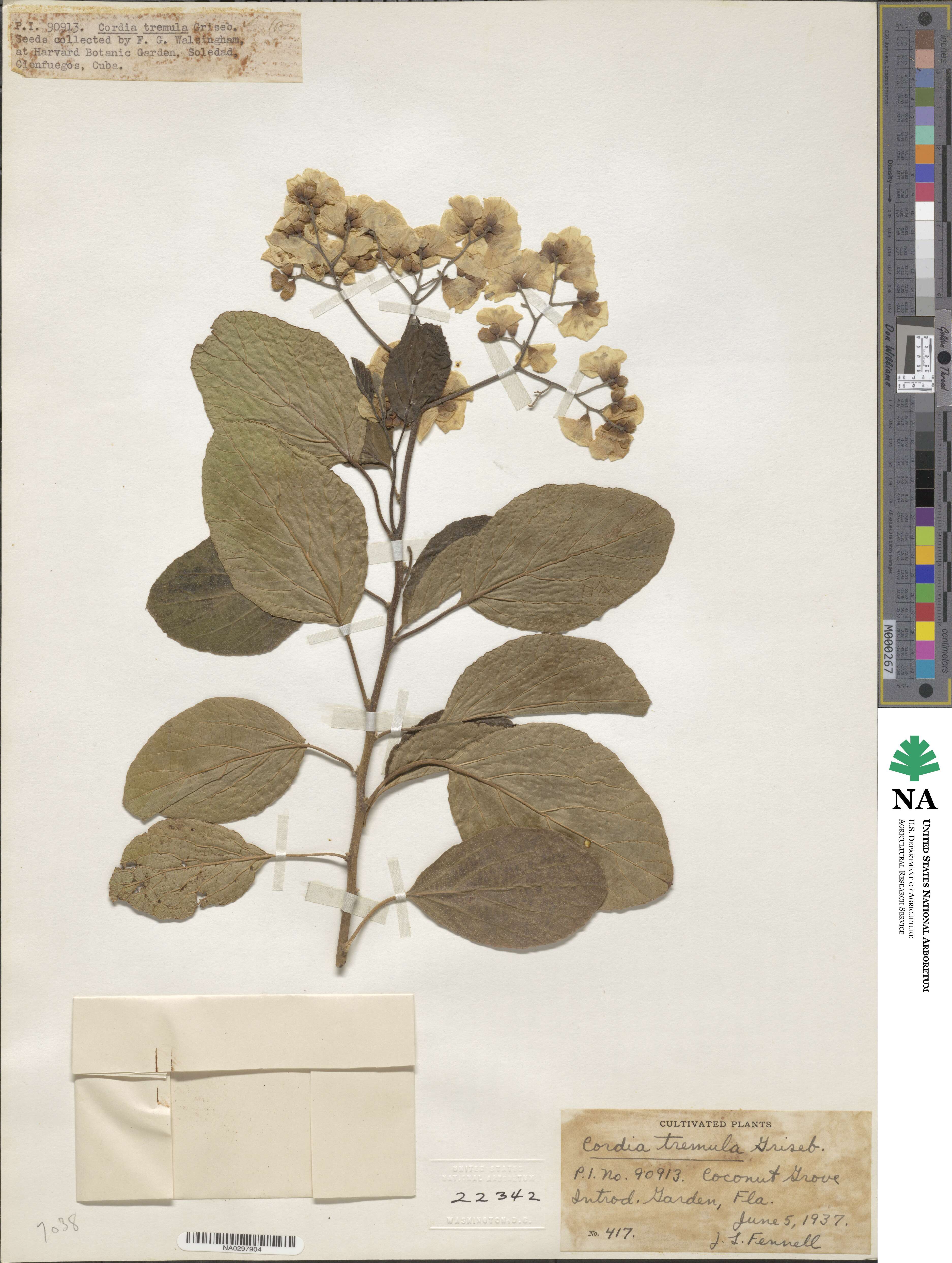 Cordia obliqua image