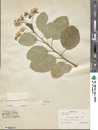 Cordia obliqua image