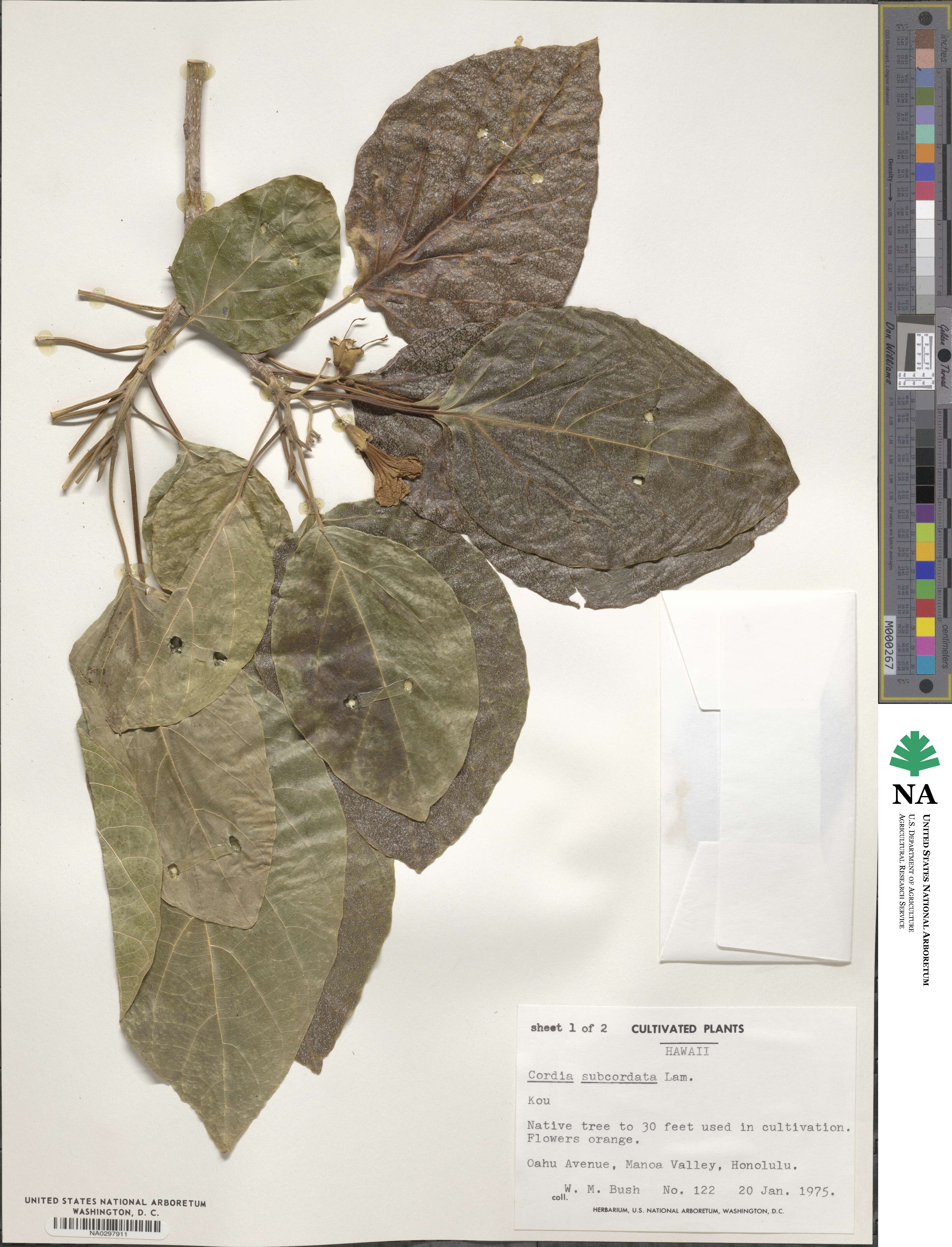 Cordia subcordata image
