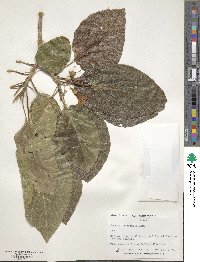 Cordia subcordata image