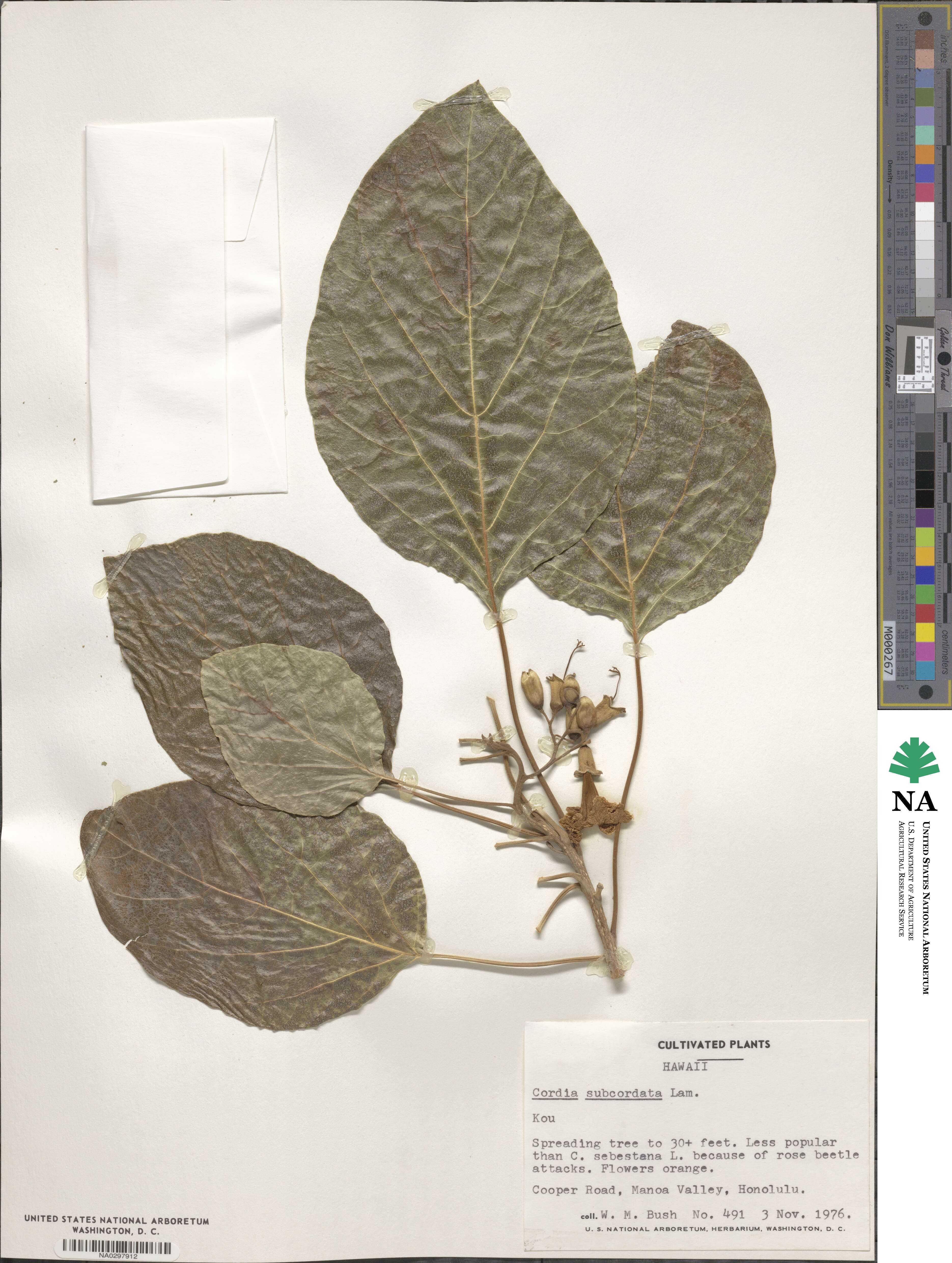 Cordia subcordata image