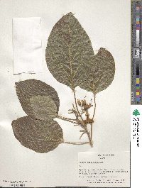 Cordia subcordata image