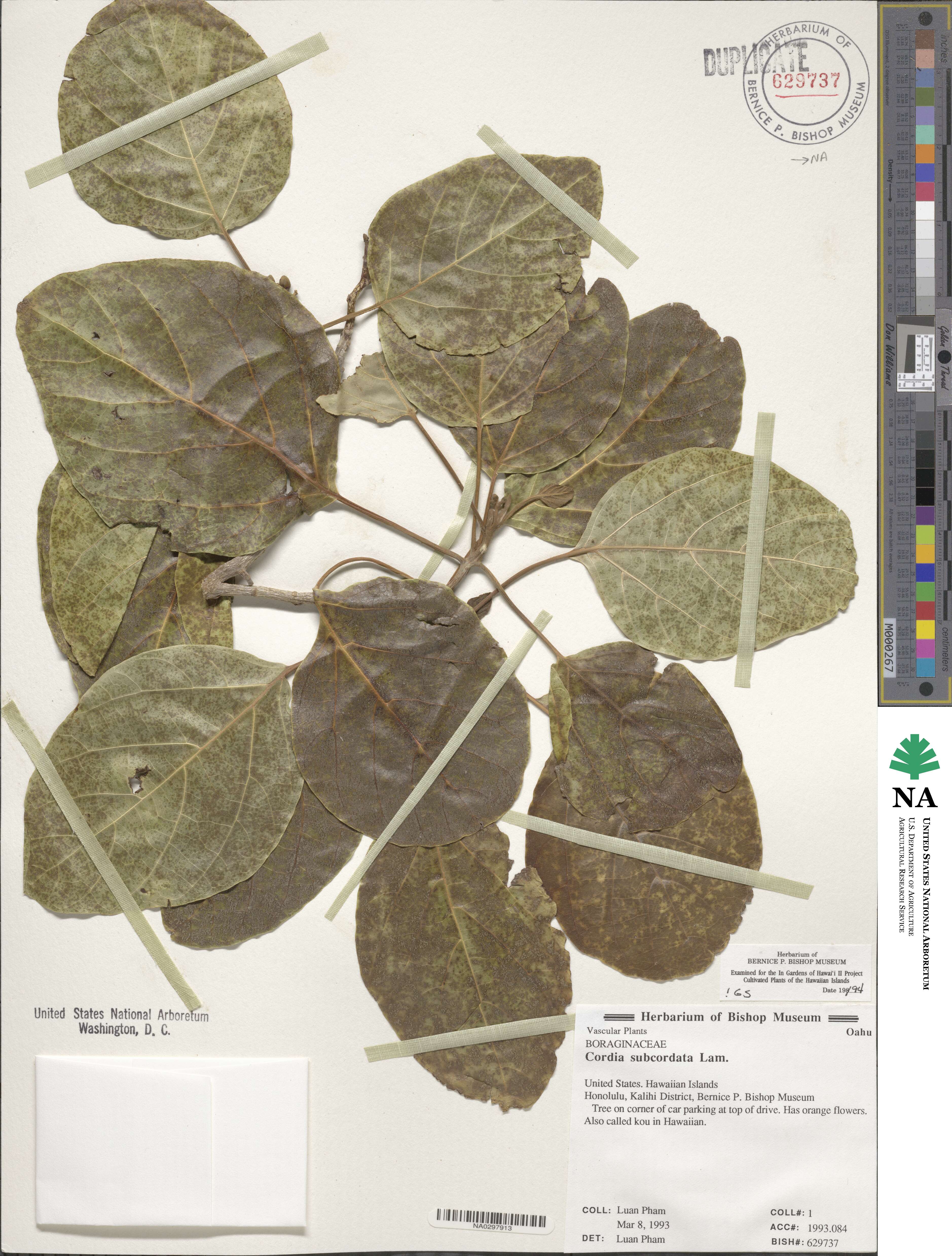 Cordia subcordata image