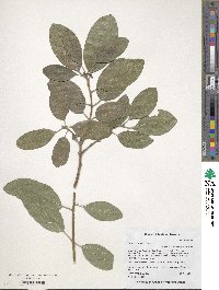 Cordia sonorae image