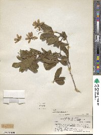 Cordia americana image