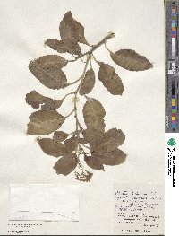 Ehretia dichotoma image