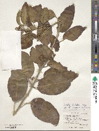 Ehretia dichotoma image