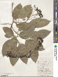 Ehretia dichotoma image