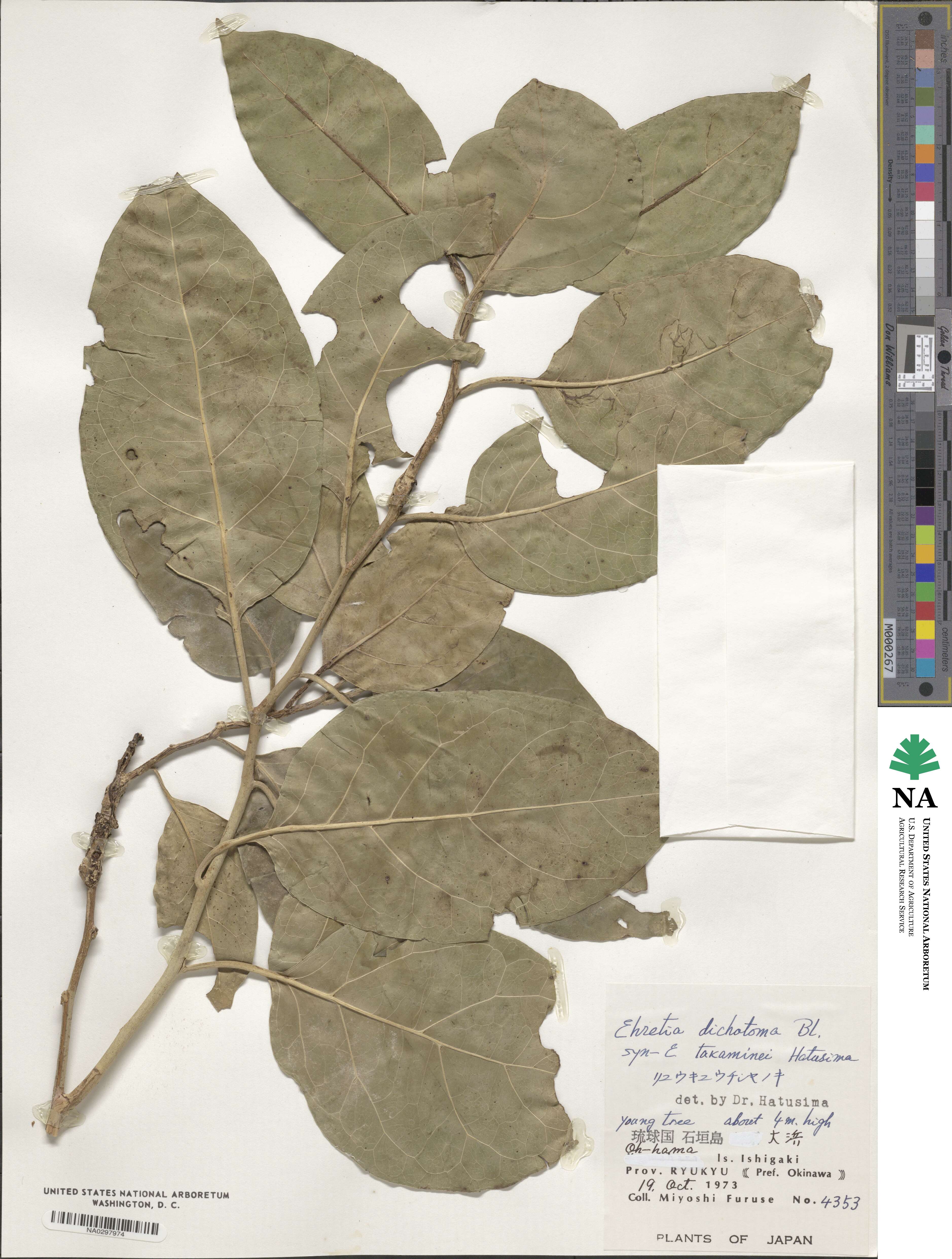 Ehretia dichotoma image
