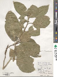 Ehretia dichotoma image