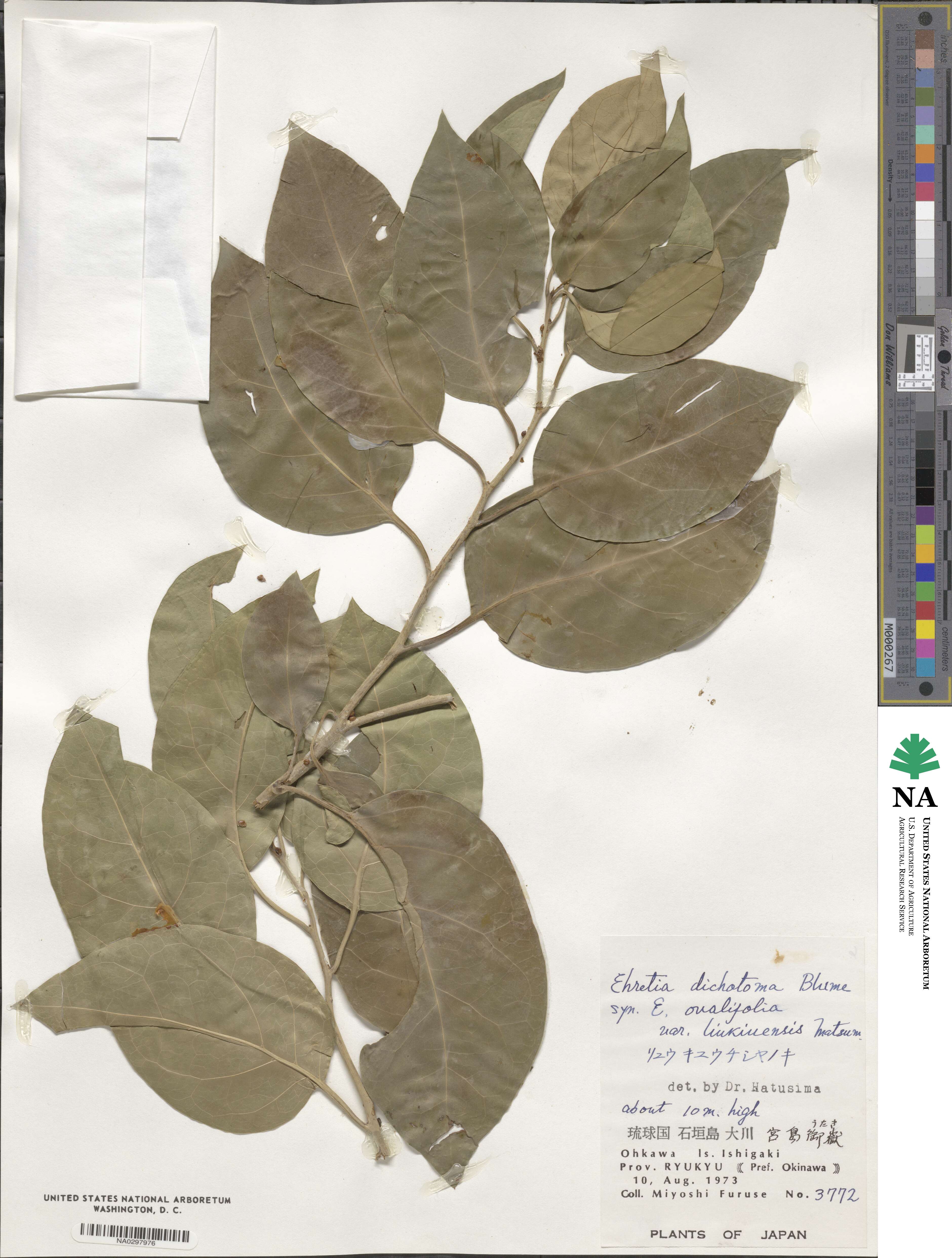 Ehretia dichotoma image