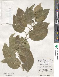 Ehretia dichotoma image