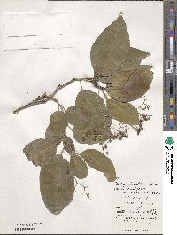 Ehretia dichotoma image