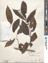 Ehretia acuminata image