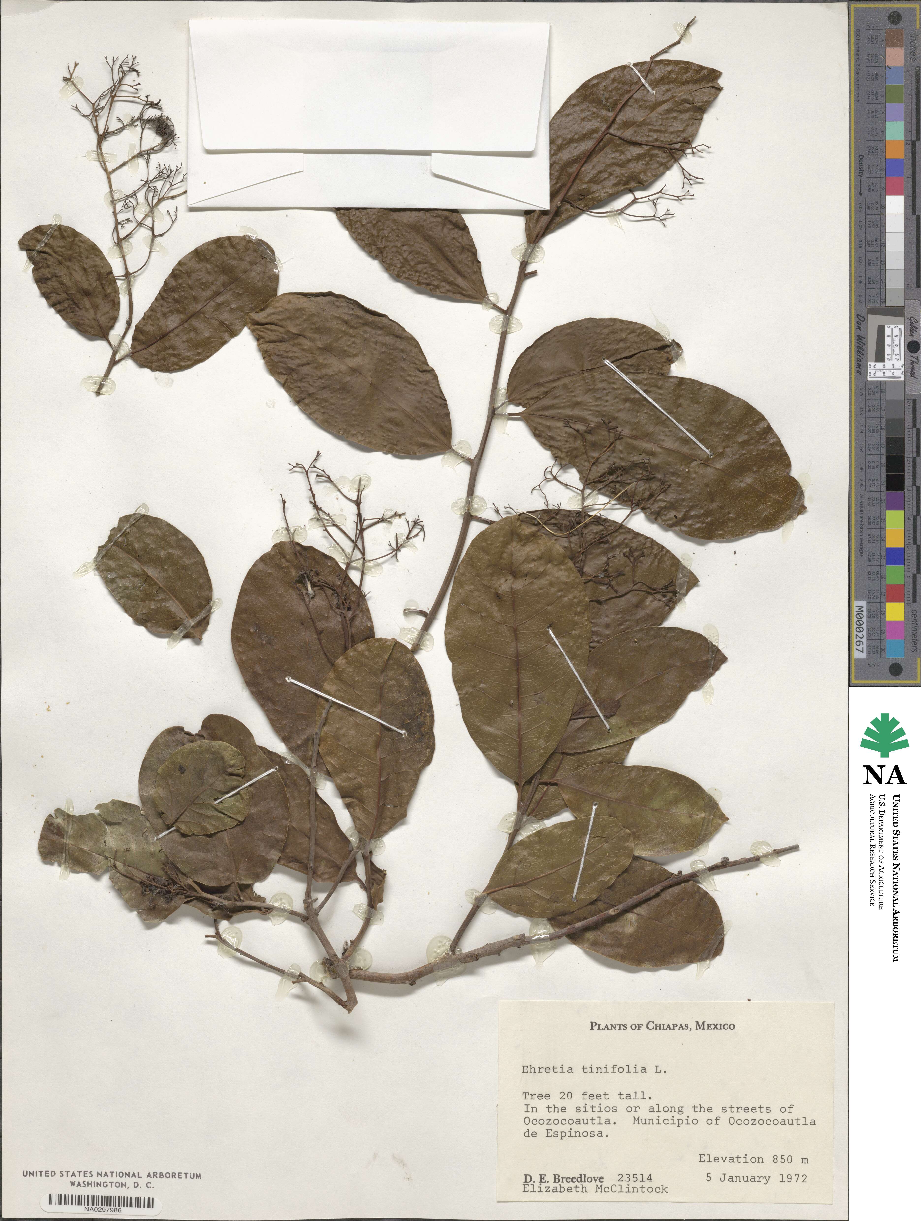 Ehretia tinifolia image