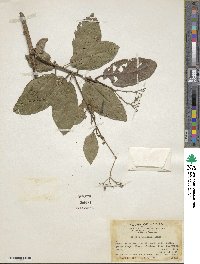 Image of Ehretia asperula