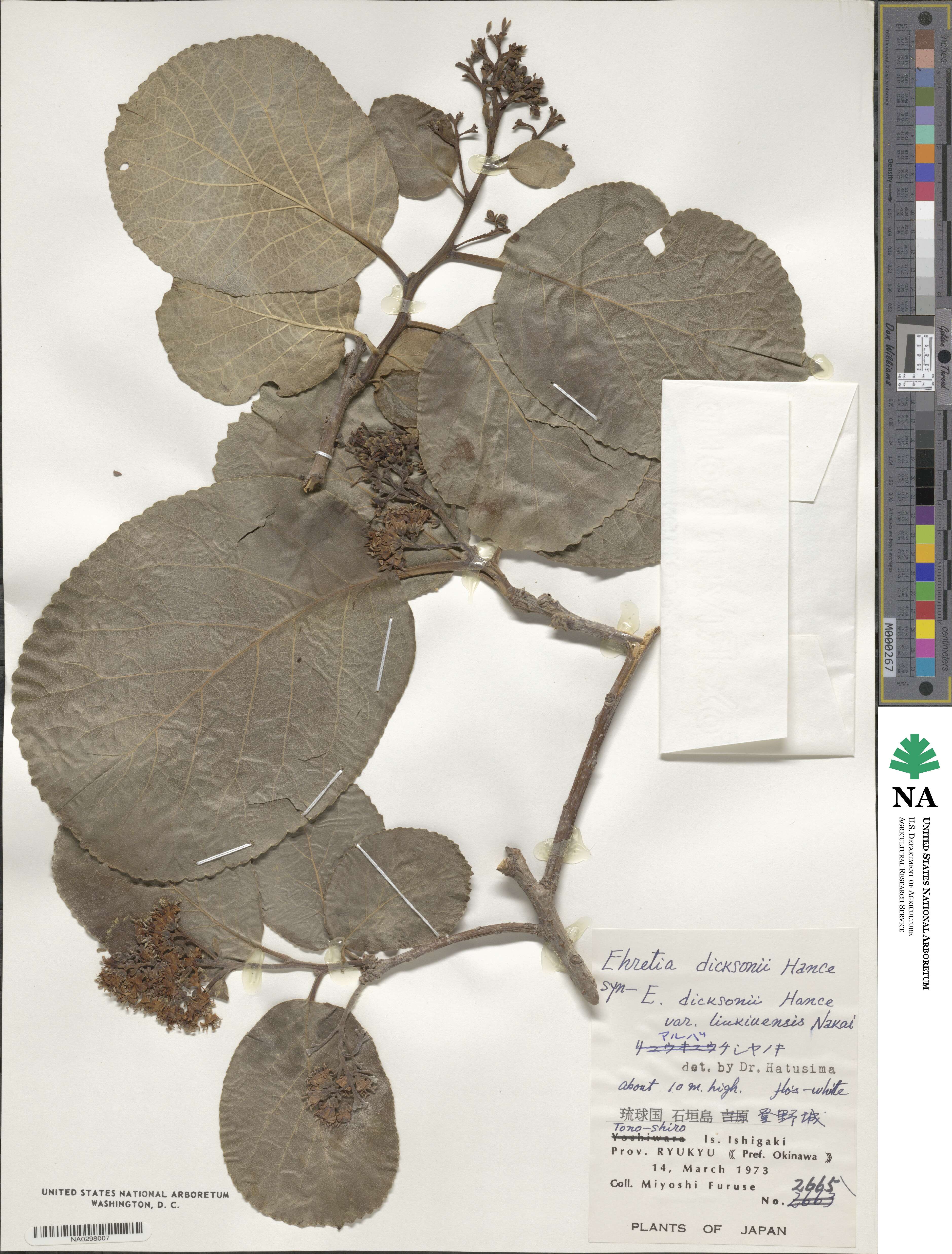 Ehretia dicksonii image