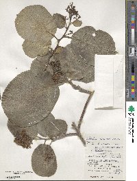 Ehretia dicksonii image