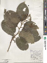 Ehretia dicksonii image