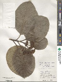 Ehretia dicksonii image