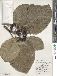 Ehretia dicksonii image