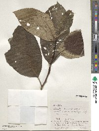 Ehretia dicksonii image