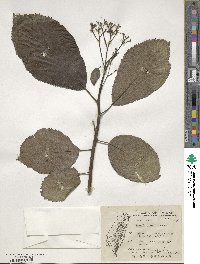 Ehretia dicksonii image