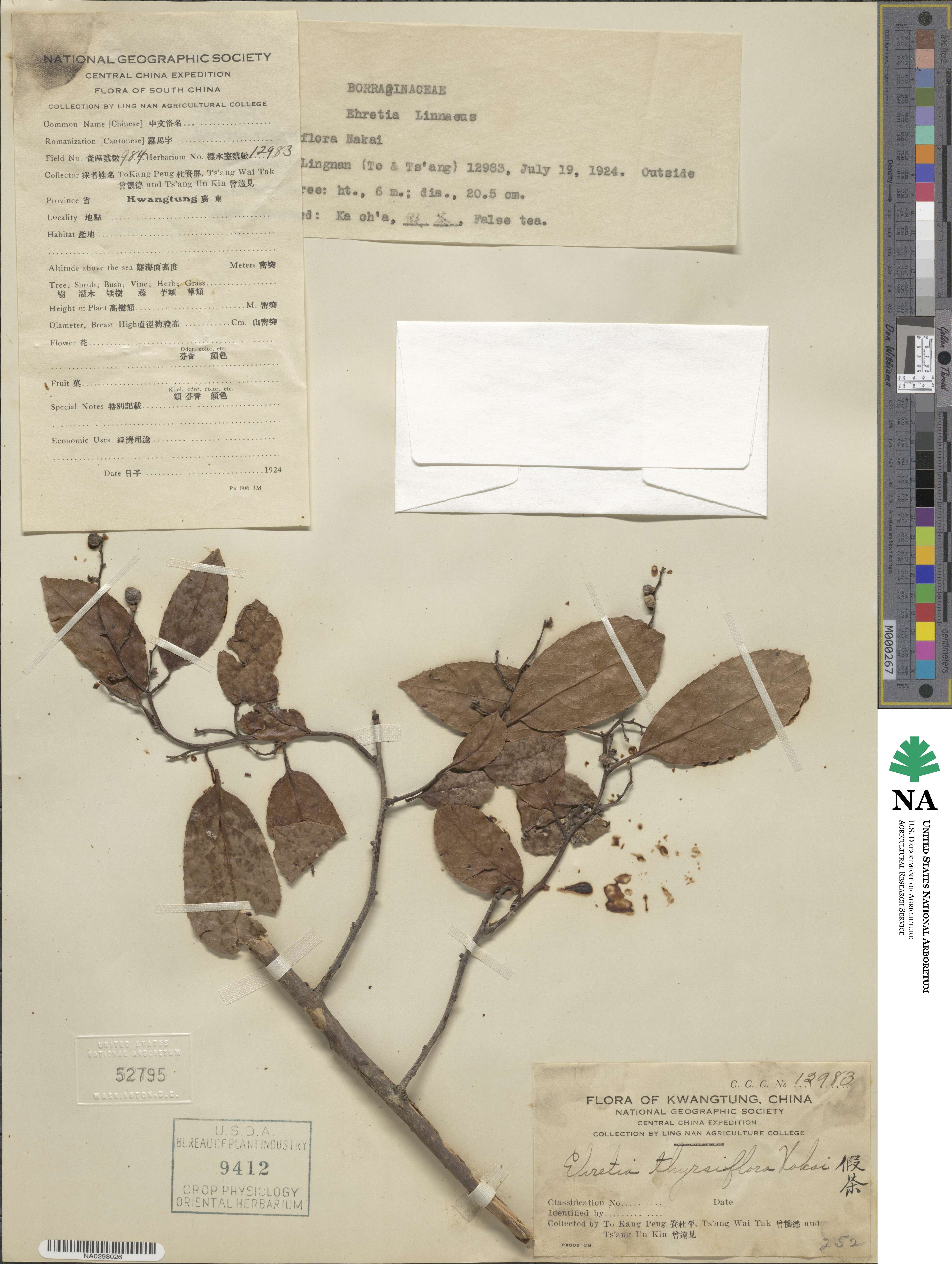 Ehretia acuminata var. obovata image