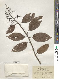 Ehretia acuminata var. obovata image