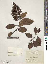 Ehretia acuminata image