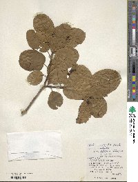 Ehretia ovalifolia image