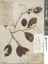 Ehretia ovalifolia image