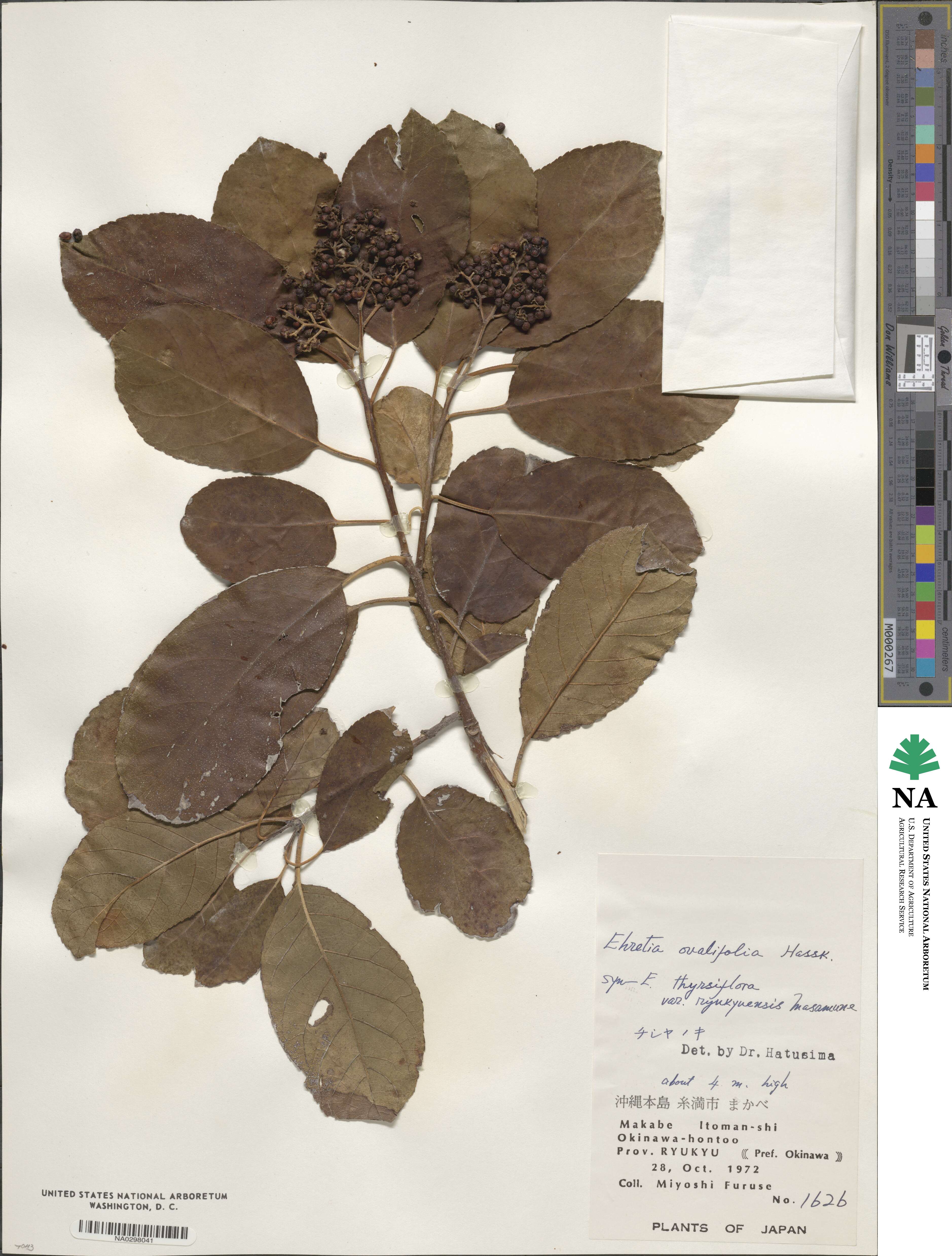 Ehretia ovalifolia image