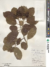 Ehretia ovalifolia image