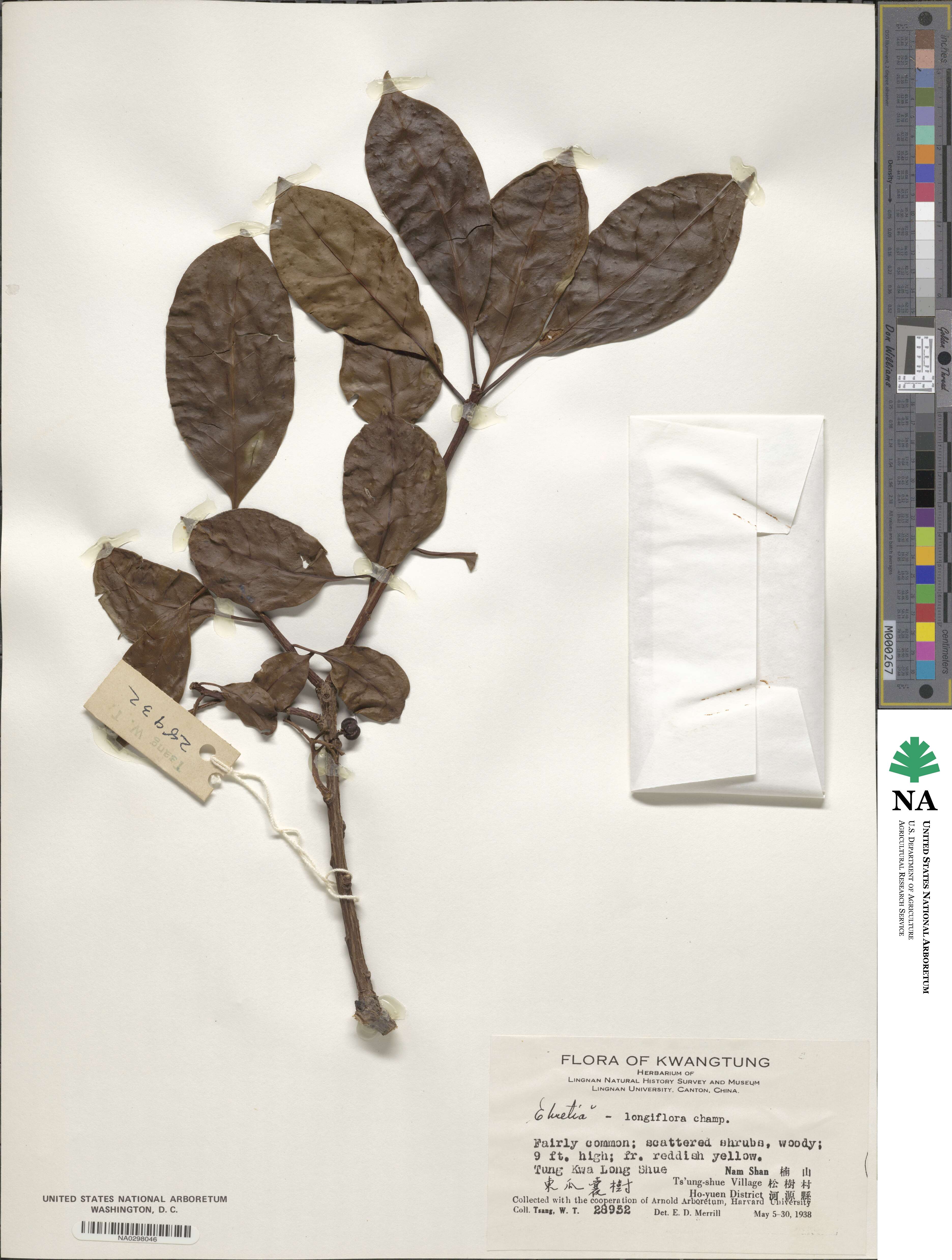 Ehretia longiflora image