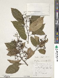 Ehretia ovalifolia image