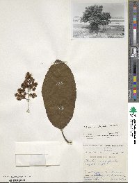 Ehretia ovalifolia image