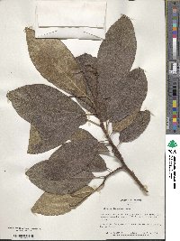 Ehretia dicksonii image