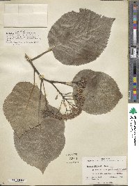 Ehretia dicksonii image