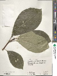 Ehretia dicksonii image