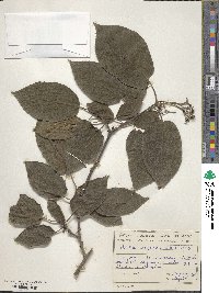 Image of Ehretia corylifolia