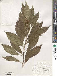 Ehretia acuminata image