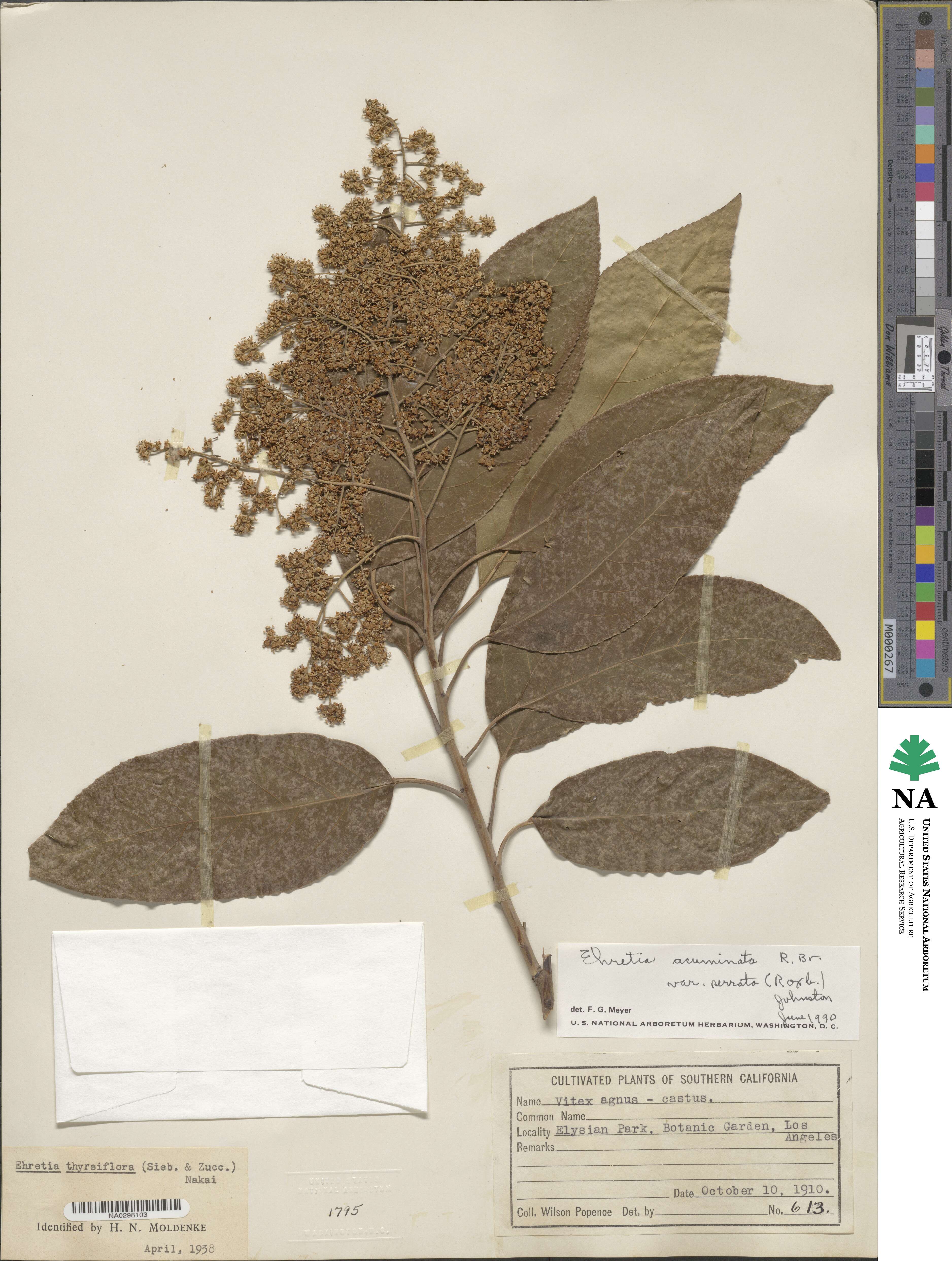Ehretia acuminata image
