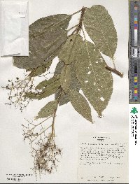 Ehretia acuminata image