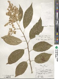 Ehretia acuminata image