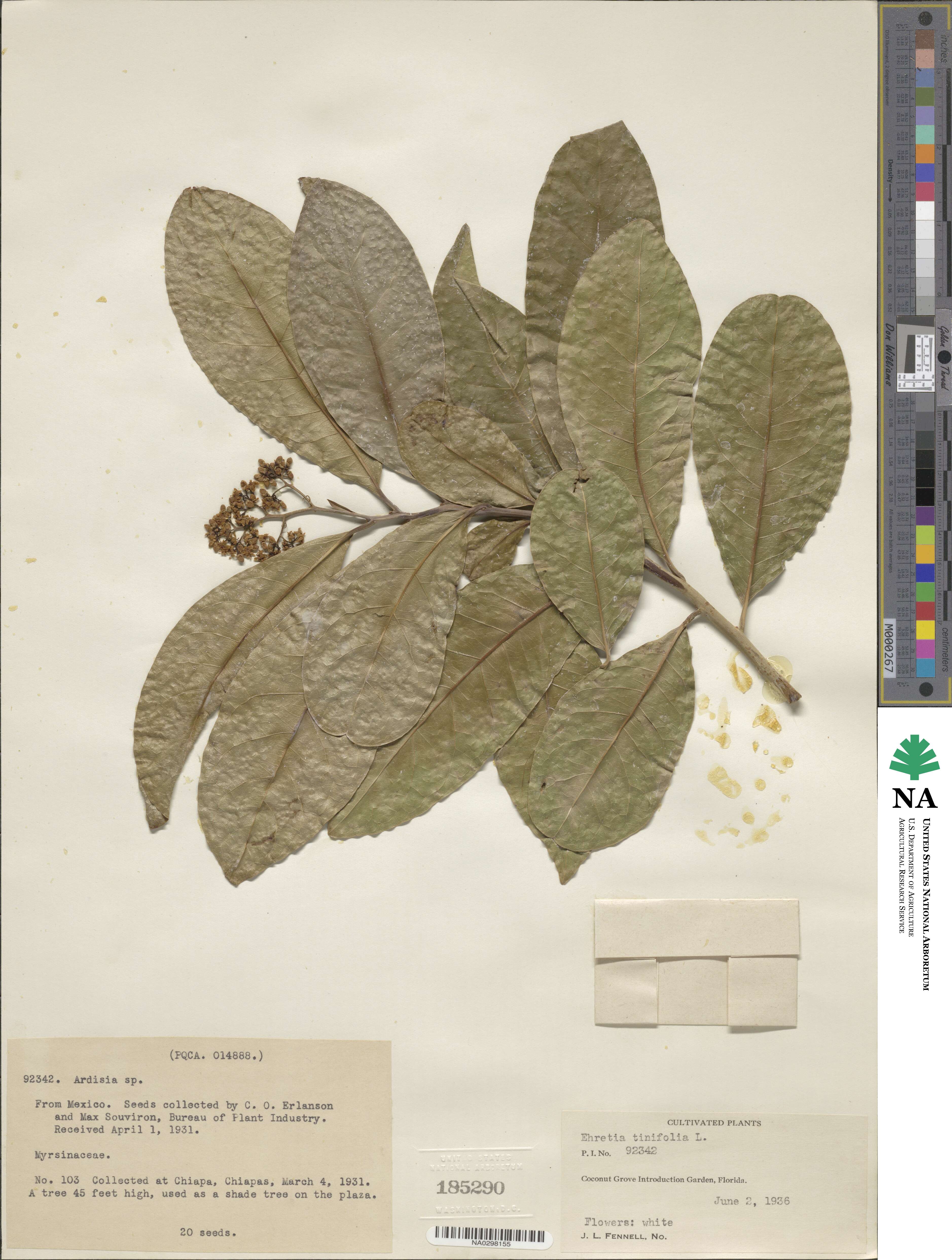 Ehretia tinifolia image