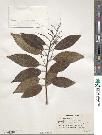 Ehretia acuminata image