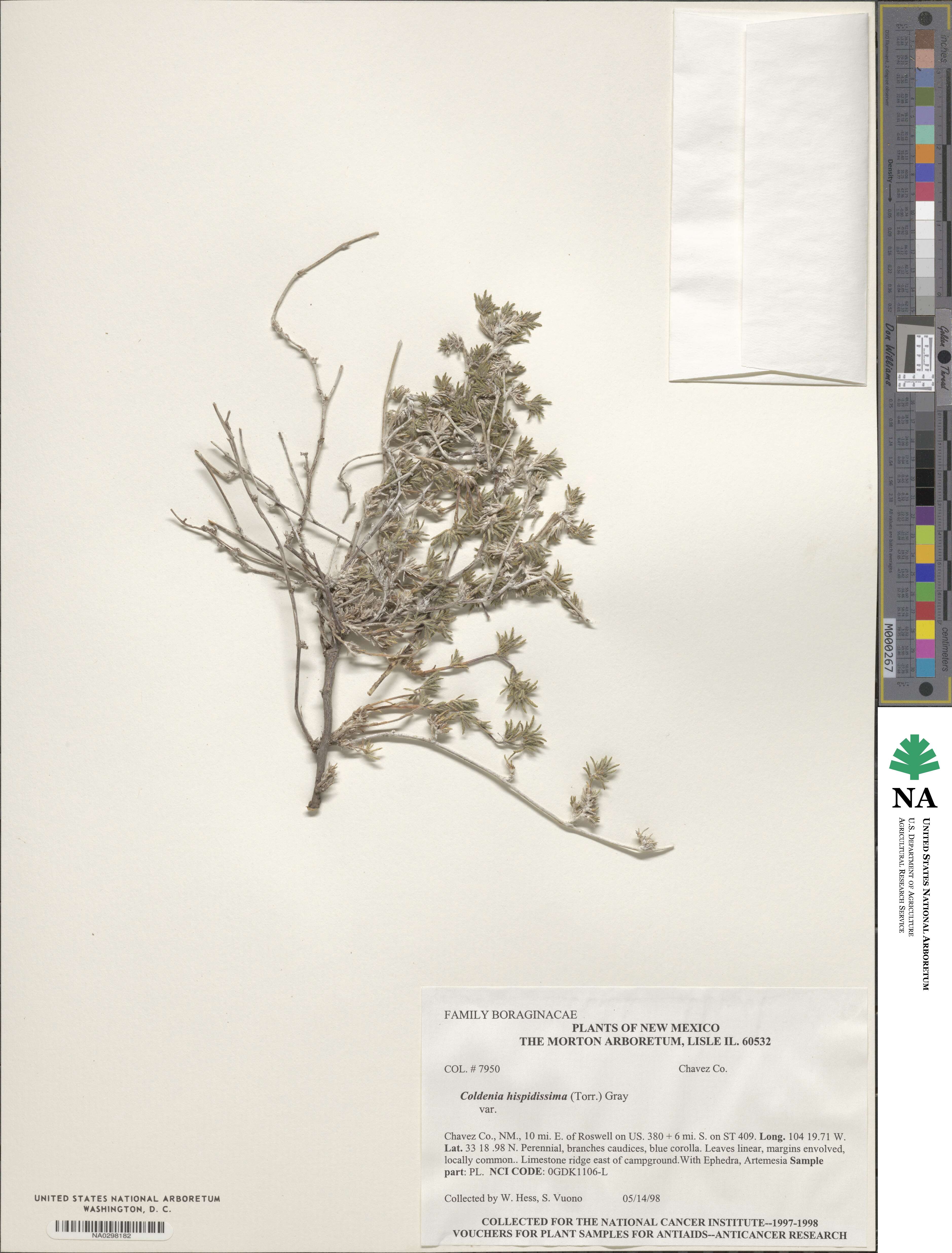 Tiquilia hispidissima image